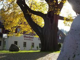 Lipa Sądowa w Karpaczu